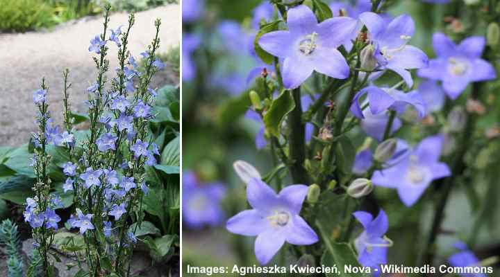Chimney Bellflower (Campanula pyramidalis)