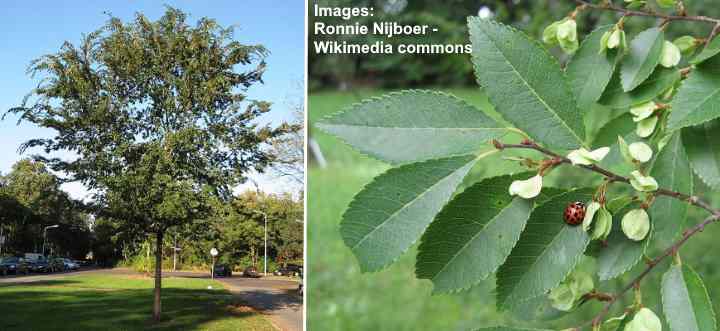 Kinesisk Elm (Ulmus parvifolia) blader og frø