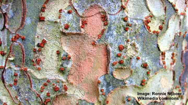 Kinesisk Alm (Ulmus parvifolia) bark
