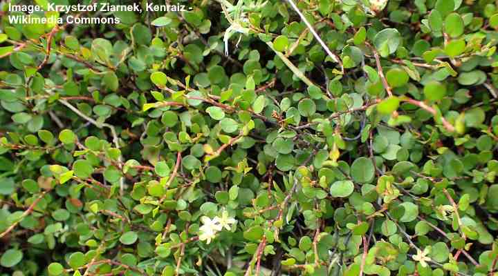 Creeping wire vine (Muehlenbeckia axillaris)