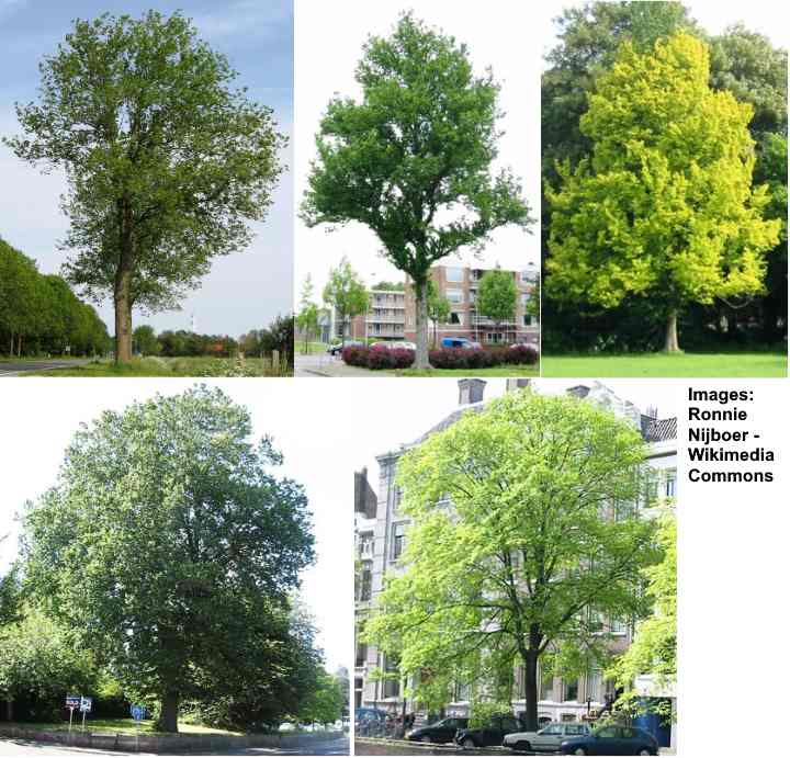 nederlandsk elm (Ulmus hollandica) tre kultivarer