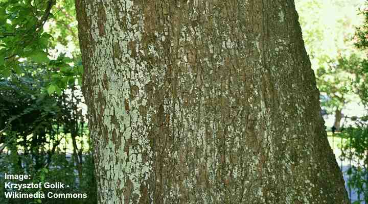 英語ニレ（Ulmus procera）樹皮