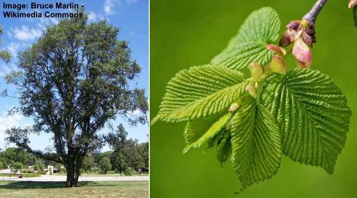 inglês Ulmeiros (Ulmus procera) árvore e folhas