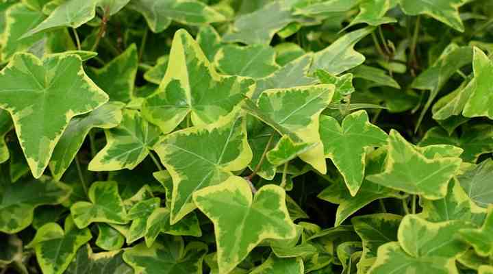 English Ivy (Hedera helix)