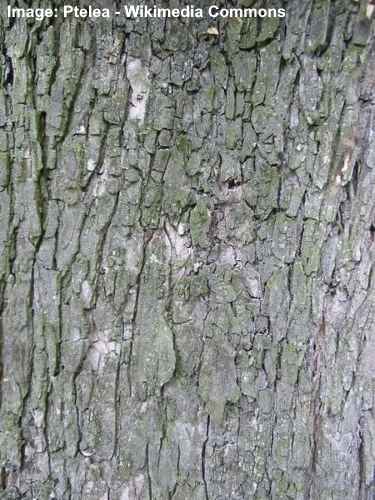 europæisk hvid elm (Ulmus laevis) bark