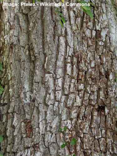 Field elm (ulmus minor) bark