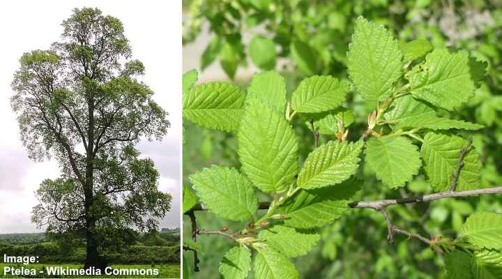 Peltojalava (Ulmus minor) puu ja lehdet