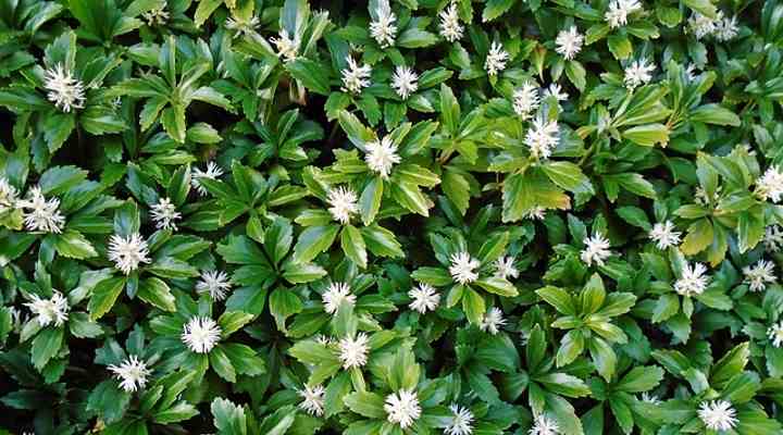 Japanese Spurge (Pachysandra terminalis)