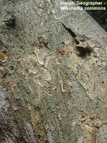 日本のニレ（ケヤキserrata）樹皮