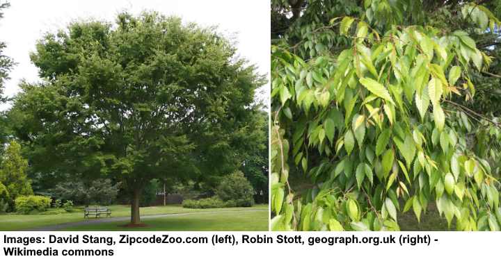 Japanische Ulme (Zelkova serrata) Baum und Blätter