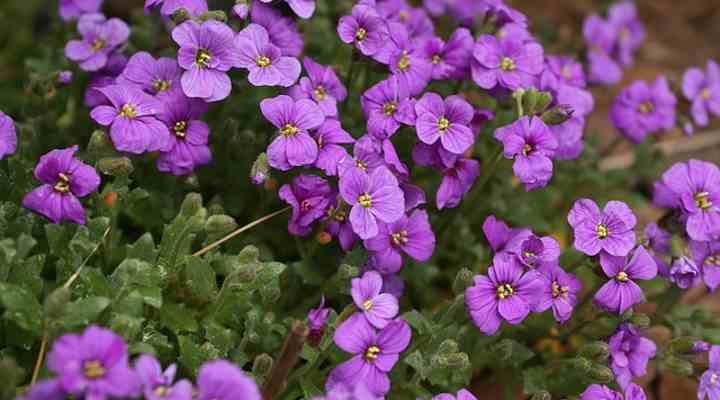 Rock Cress (Aubrieta deltoidea)