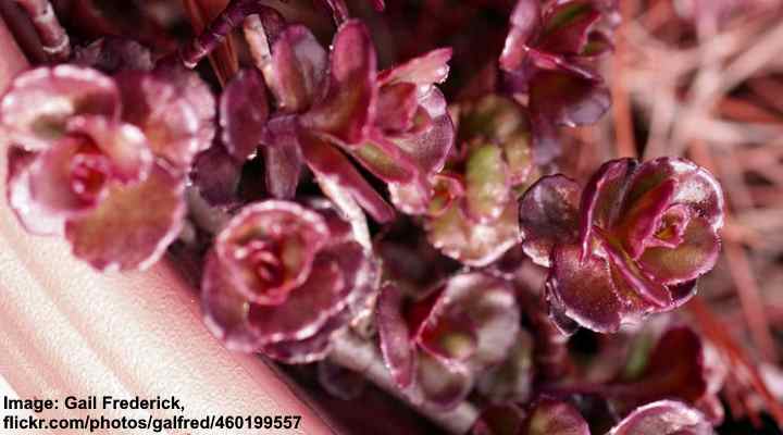 Dragon’s Blood (Sedum spurium)