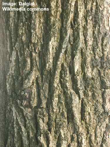Siberian alm bark
