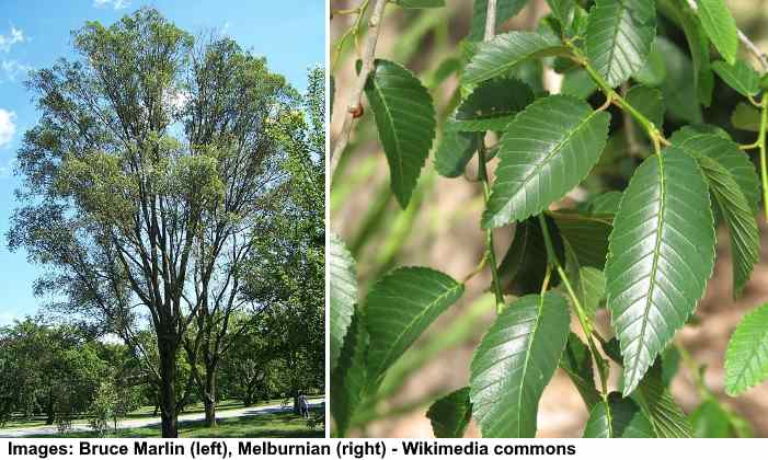 szibériai szilfa (Ulmus pumila) és levelek