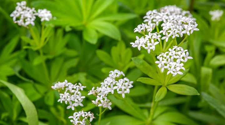 Sweet Woodruff (galium odoratum)