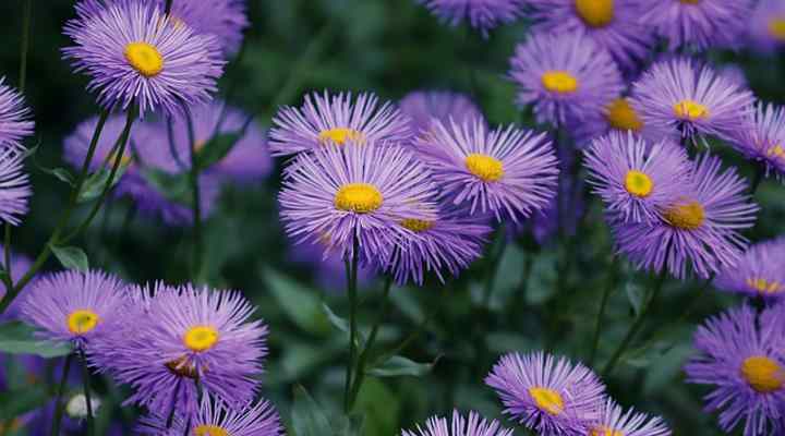 picture of purple aster flowers with yellow center