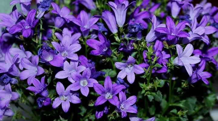 campanula bellflowers