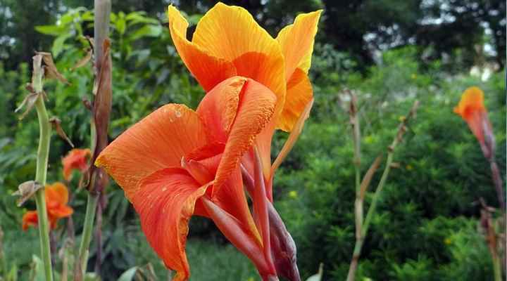 Canna Lily (Canna indica)