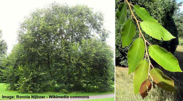 kirsikkakuorinen jalava (Ulmus villosa) puu ja lehdet