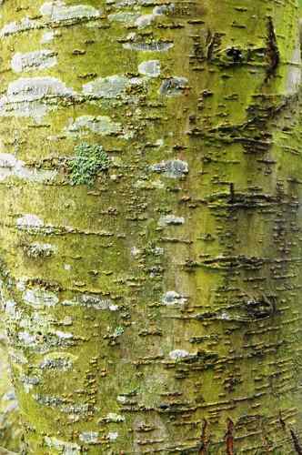 cherry bark elm (Ulmus villosa) bark