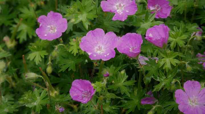 cranesbill geranium