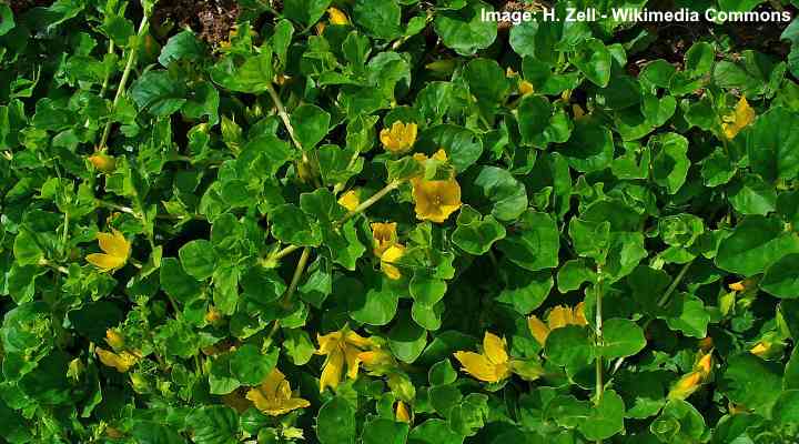 Creeping Jenny (Lysimachia nummularia)