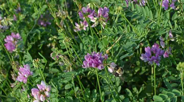 Crown Vetch (Securigera varia)