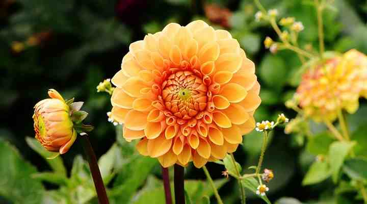 Types Of Japanese Flowers Hanakotoba Names Meaning And Pictures
