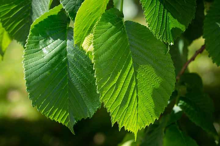 immagine ravvicinata di olmo foglie hanno forma ovale, bordi frastagliati, estremità appuntita e evidente vene