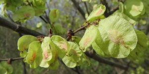 Types of Tree Seed Pods - Identification Guide With Pictures