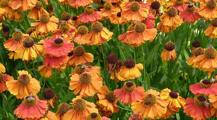 Sneezeweed (Helenium)