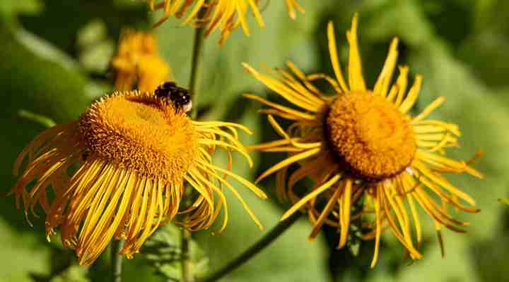 inula helenium