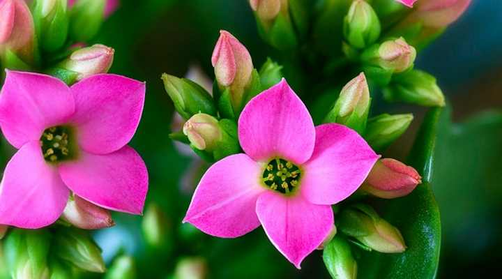 Close up picture of kalanchoe blossfeldiana pink flowers