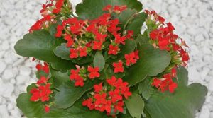 Kalanchoe Blossfeldiana Plant - How to Grow Flowering Kalanchoe