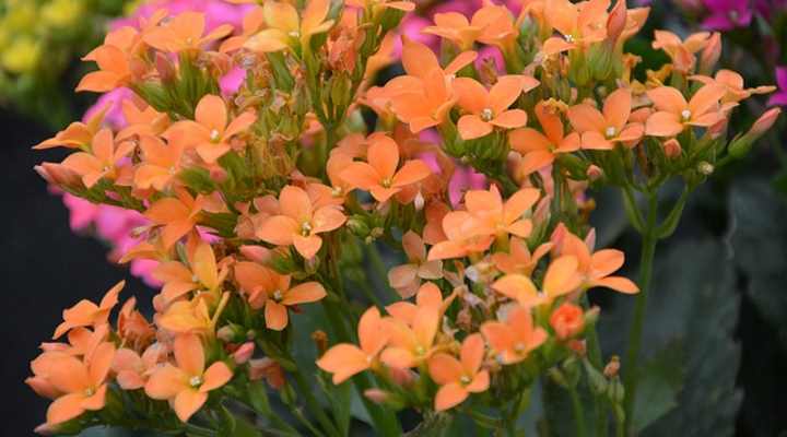 Kalanchoe succulant with orange flowers