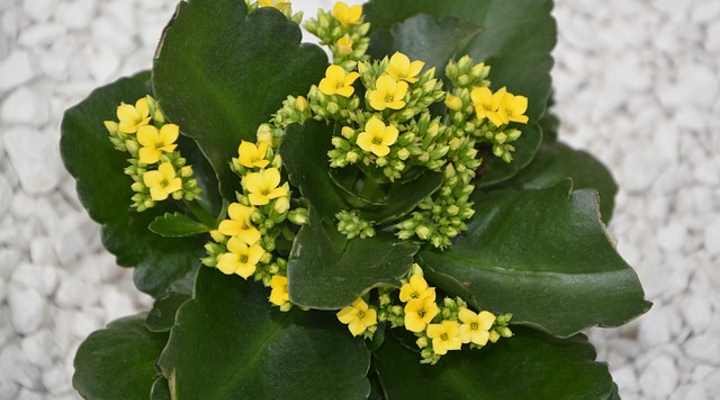 A close up image of kalanchoe plant with yellow flowers