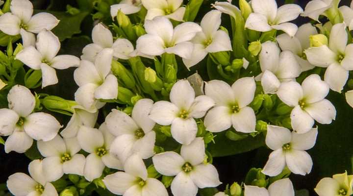 Kalanchoe succulent with white flowers