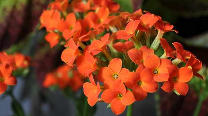 close up picture of kalanchoe blossfeldiana flowers with orange petals