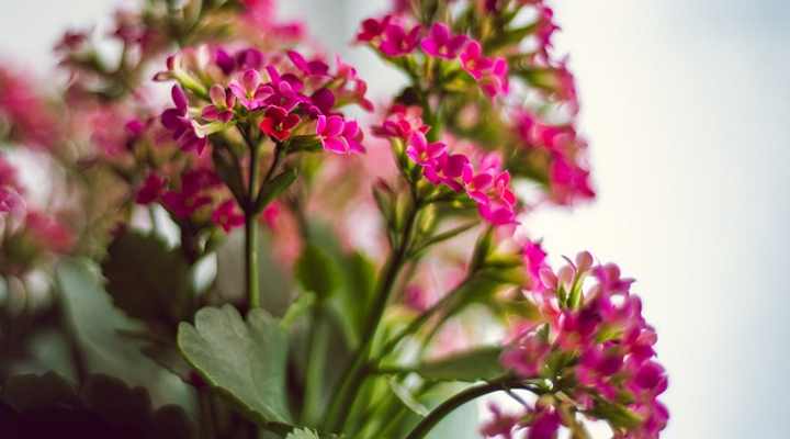 A picture of beautiful pink flowers of kalanchoe blossfeldiana succulent