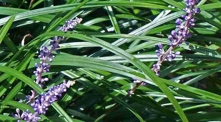 Lilyturf (Liriope muscari)