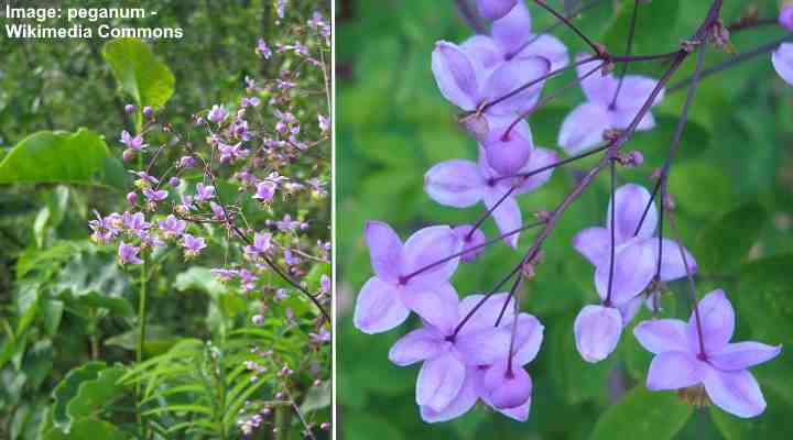 Meadow Rue (Thalictrum rochebrunianum)
