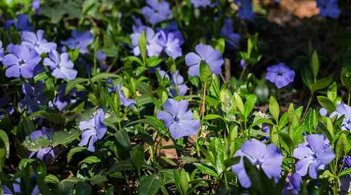 Periwinkle (Vinca)