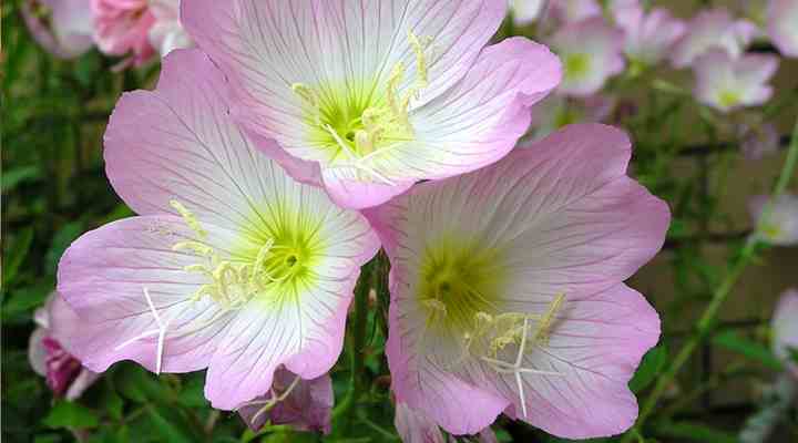 Pink Evening Primrose