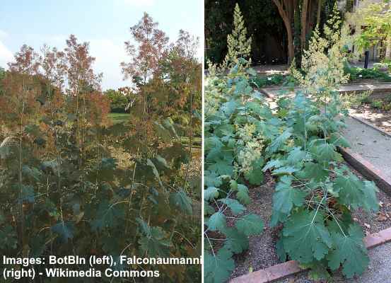 Plume Poppy (Macleaya microcarpa)