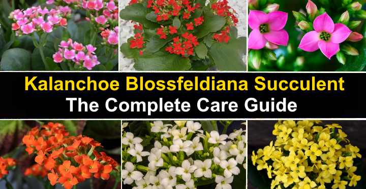 are kalanchoe plants poisonous to dogs and cats