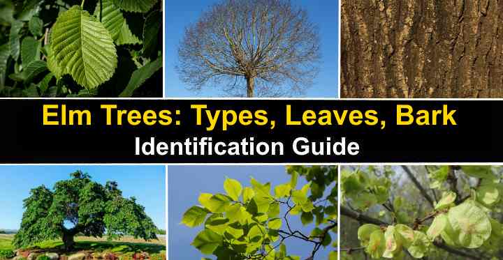 Types of Elm Trees with Their Bark and Leaves - Identification Guide (Pictures)