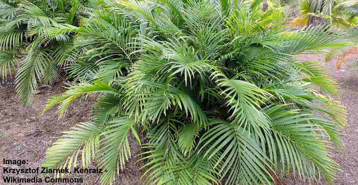 Palms that are safe for outlet cats