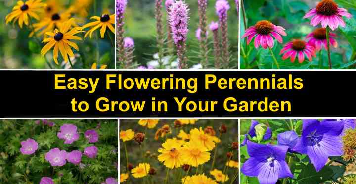 Лесна за грижа за градина с многогодишни цветя