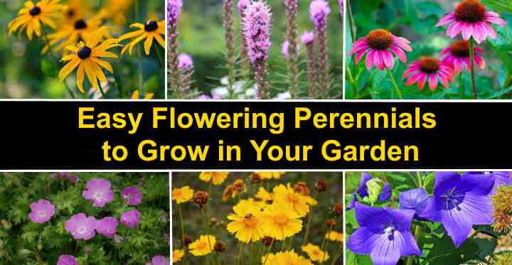 Easy Perennials To Grow Best Perennial Flowers With Pictures