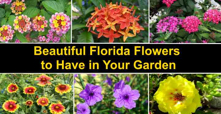Top 22 Florida Flowers With Pictures, How To Plant A Flower Garden In Florida